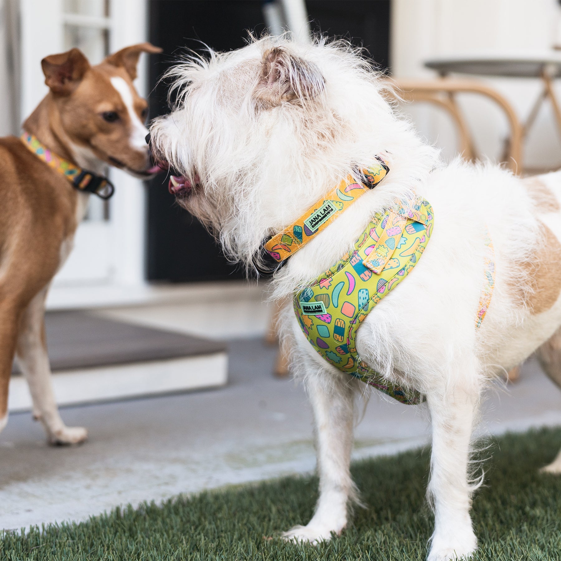 Neoprene Pet Harness • Kakimochi - Jana Lam Hawaii